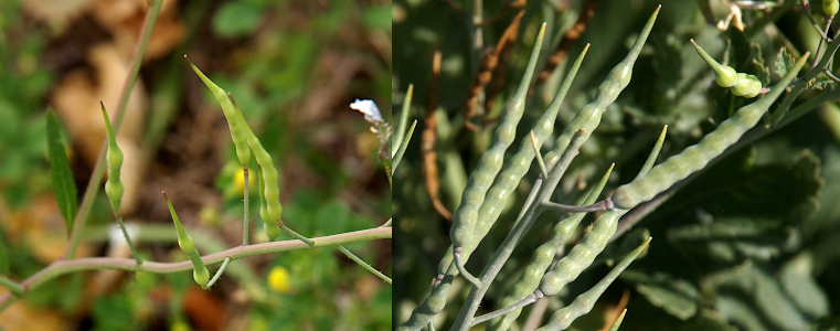 [Two photos spliced together. On the left is a close view of a horizontal branch with four yellowish-green seed pods growing upward. All have at least two globular bulges in the green pods. On the right are nine pods with very large globular bulges and long skinny pointy tips growing from  vertical branches.]
